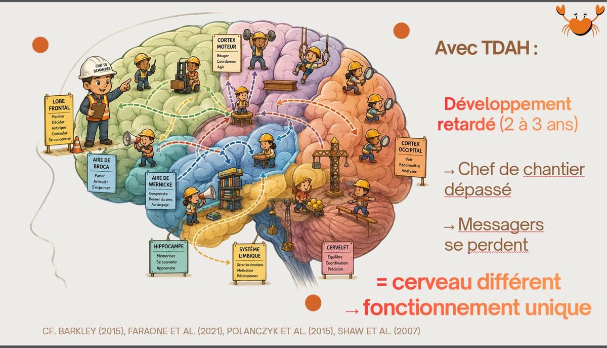 Illustration du cerveau vu comme un chantier : le chef de chantier du lobe frontal planifie et contrôle, des messagers circulent entre les zones. Avec un TDAH, le développement est retardé de 2 à 3 ans, le chef de chantier est dépassé et les messagers se perdent : un cerveau différent, un fonctionnement unique.